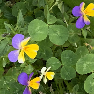 Photographie n°2530059 du taxon Viola tricolor L. [1753]