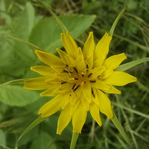 Photographie n°2530113 du taxon Tragopogon pratensis L. [1753]