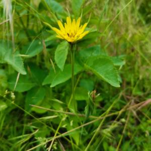 Photographie n°2530114 du taxon Tragopogon pratensis L. [1753]