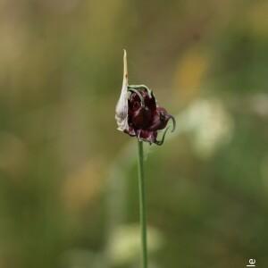 Photographie n°2530116 du taxon Allium scorodoprasum L. [1753]