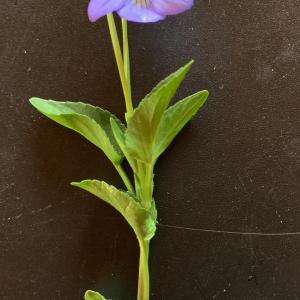 Photographie n°2530168 du taxon Viola riviniana Rchb. [1823]