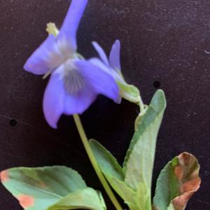 Photographie n°2530169 du taxon Viola riviniana Rchb. [1823]