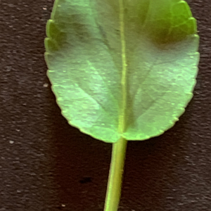 Photographie n°2530178 du taxon Viola riviniana Rchb. [1823]