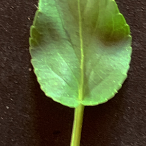 Photographie n°2530179 du taxon Viola riviniana Rchb. [1823]