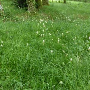 Photographie n°2530184 du taxon Phyteuma spicatum L. [1753]