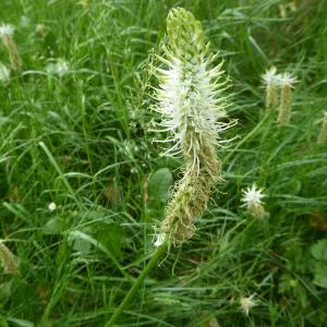 Photographie n°2530185 du taxon Phyteuma spicatum L. [1753]