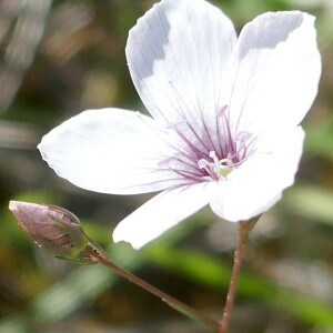 Photographie n°2530194 du taxon Linum tenuifolium L. [1753]