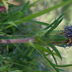 Photographie n°2530213 du taxon Carthamus mitissimus L. [1753]