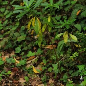 Photographie n°2530236 du taxon Daphne laureola L. [1753]