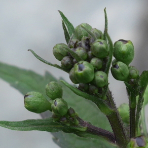 Photographie n°2530240 du taxon Scrophularia nodosa L. [1753]