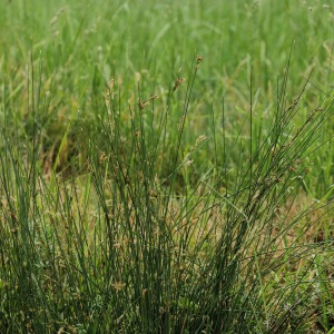Photographie n°2530247 du taxon Juncus inflexus L. [1753]