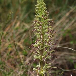 Photographie n°2530248 du taxon Himantoglossum hircinum (L.) Spreng. [1826]