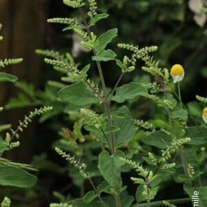 Photographie n°2530250 du taxon Teucrium scorodonia L. [1753]