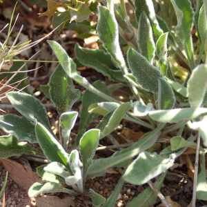 Photographie n°2530255 du taxon Silene italica (L.) Pers.