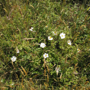 Photographie n°2530302 du taxon Rosa arvensis Huds. [1762]