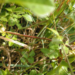 Photographie n°2530309 du taxon Rosa arvensis Huds. [1762]