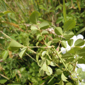 Photographie n°2530311 du taxon Rosa arvensis Huds. [1762]