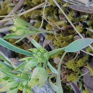 Photographie n°2530323 du taxon Bupleurum baldense Turra [1764]