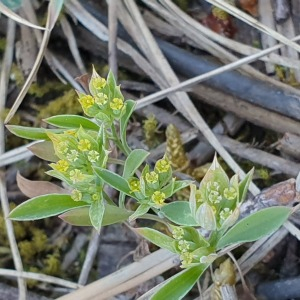 Photographie n°2530324 du taxon Bupleurum baldense Turra [1764]