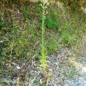 Photographie n°2530343 du taxon Erigeron sumatrensis Retz. [1810]