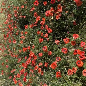 Photographie n°2530347 du taxon Papaver rhoeas L.