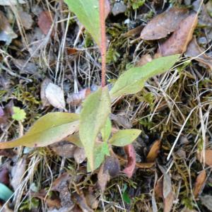 Photographie n°2530356 du taxon Hieracium virgultorum Jord. [1848]