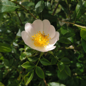 Photographie n°2530360 du taxon Rosa stylosa Desv.