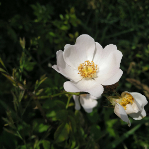 Photographie n°2530362 du taxon Rosa stylosa Desv.