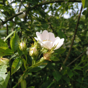 Photographie n°2530366 du taxon Rosa stylosa Desv.