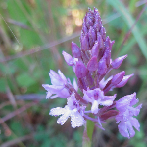 Photographie n°2530370 du taxon Anacamptis pyramidalis (L.) Rich. [1817]