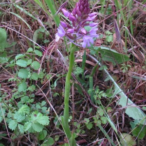 Photographie n°2530371 du taxon Anacamptis pyramidalis (L.) Rich. [1817]