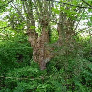 Photographie n°2530372 du taxon Platanus x hispanica Mill. ex Münchh. [1770]