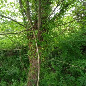 Photographie n°2530373 du taxon Platanus x hispanica Mill. ex Münchh. [1770]