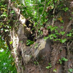 Photographie n°2530375 du taxon Platanus x hispanica Mill. ex Münchh. [1770]