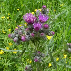 Photographie n°2530380 du taxon Cirsium palustre (L.) Scop. [1772]