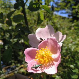 Photographie n°2530403 du taxon Rosa stylosa Desv. [1809]