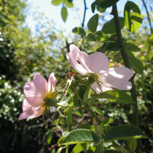 Photographie n°2530404 du taxon Rosa stylosa Desv. [1809]