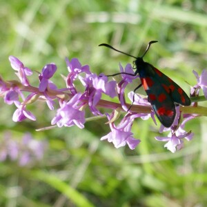 Photographie n°2530434 du taxon Gymnadenia conopsea (L.) R.Br. [1813]