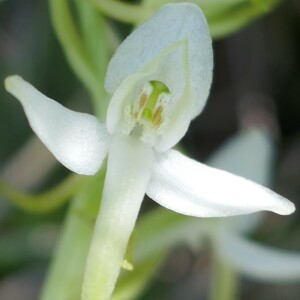 Photographie n°2530435 du taxon Platanthera bifolia (L.) Rich. [1817]