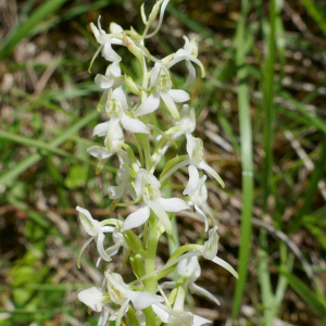 Photographie n°2530442 du taxon Platanthera bifolia (L.) Rich. [1817]