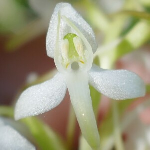 Photographie n°2530443 du taxon Platanthera bifolia (L.) Rich. [1817]