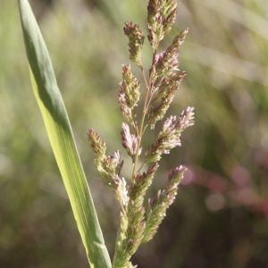 Photographie n°2530482 du taxon Polypogon viridis (Gouan) Breistr.