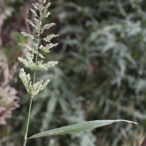 Photographie n°2530483 du taxon Polypogon viridis (Gouan) Breistr.