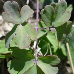 Photographie n°2530493 du taxon Aquilegia vulgaris L. [1753]