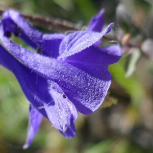 Photographie n°2530494 du taxon Aquilegia vulgaris L. [1753]