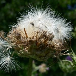 Photographie n°2530551 du taxon Silybum marianum (L.) Gaertn. [1791]