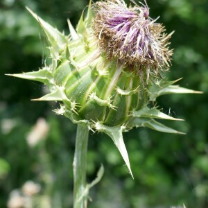 Photographie n°2530553 du taxon Silybum marianum (L.) Gaertn. [1791]