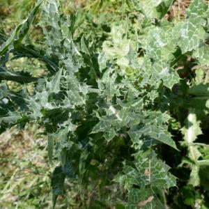 Photographie n°2530554 du taxon Silybum marianum (L.) Gaertn. [1791]