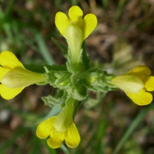 Photographie n°2530556 du taxon Parentucellia viscosa (L.) Caruel