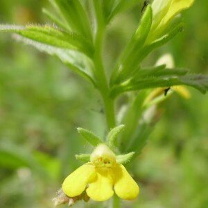 Photographie n°2530560 du taxon Parentucellia viscosa (L.) Caruel